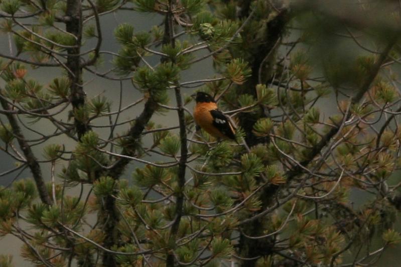 Black-headed Grosbeak FtDavisAug08 150.jpg